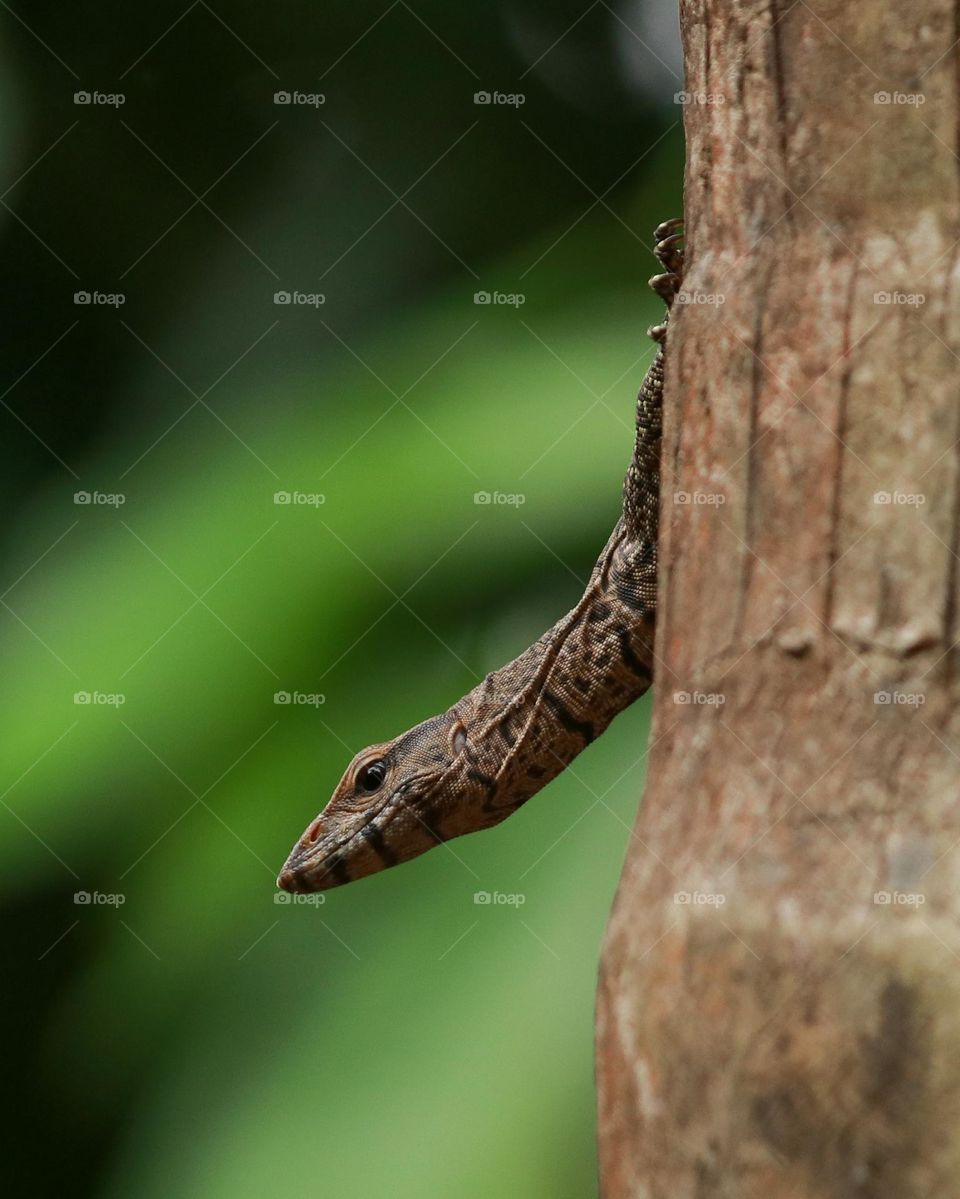 Monitor lizard, monitoring the prey, from the tree.