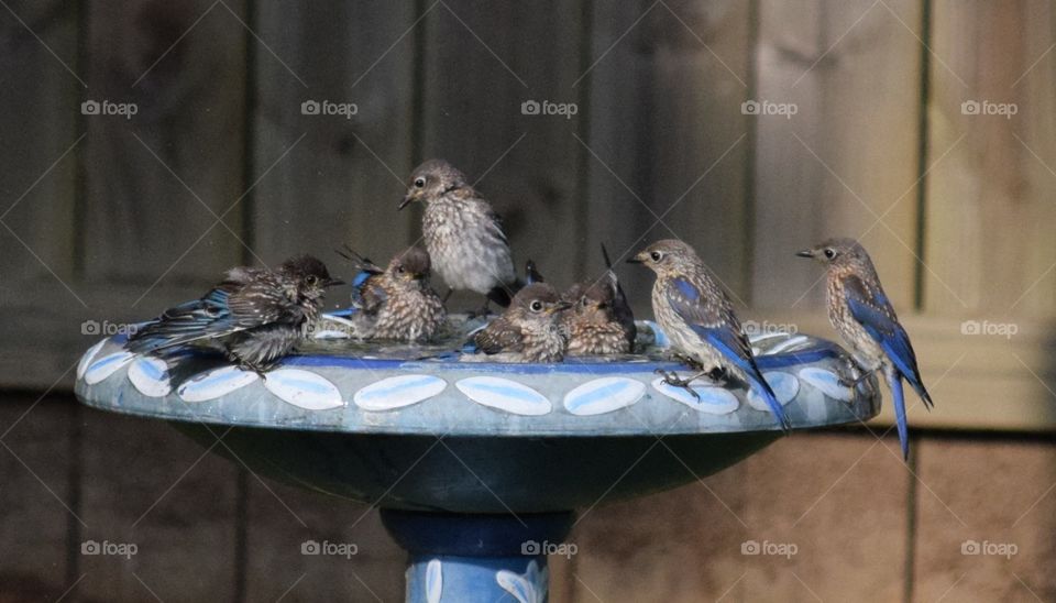 Baby Bluebirds in birdbath