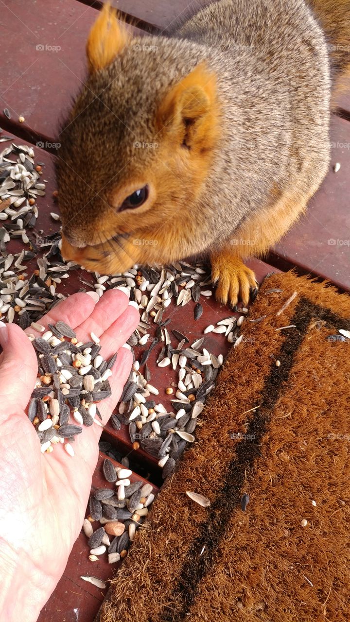 Human hand feeding sunflower seed to squirrel