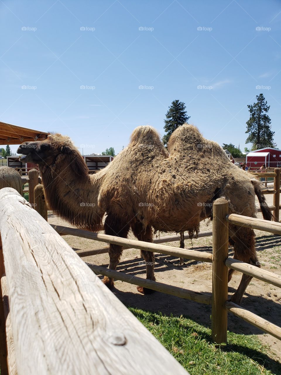 camel with two humps