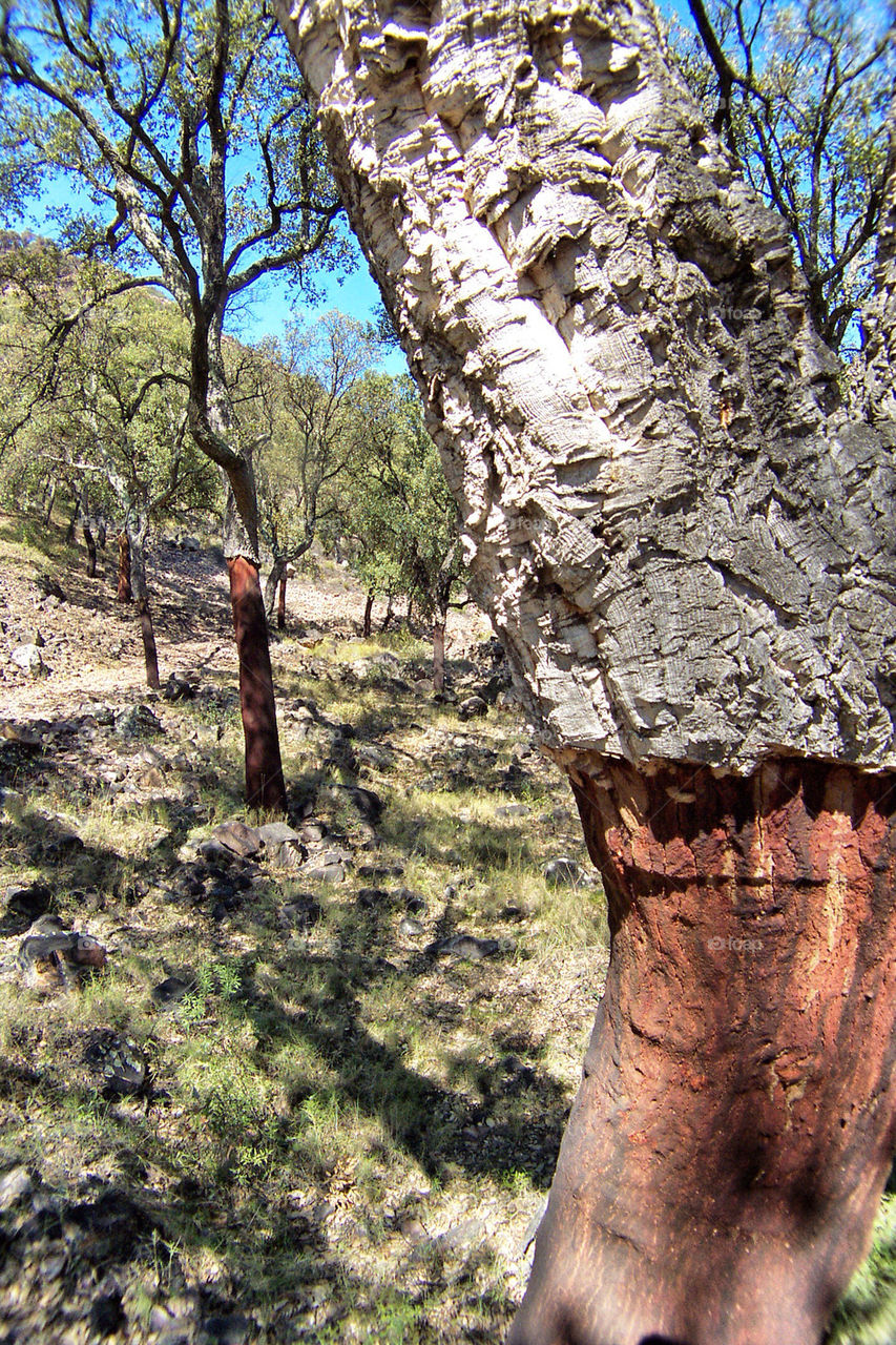wood tree cork texture by benjaminet