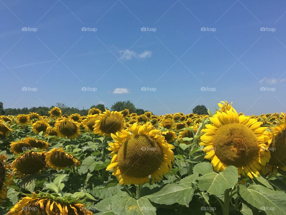 Sunflower fields along the Neuse River Trail in Raleigh, North Carolina