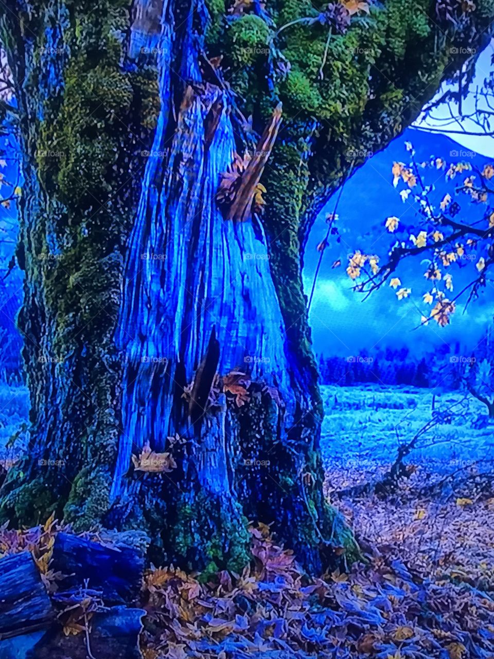 Blue Trees