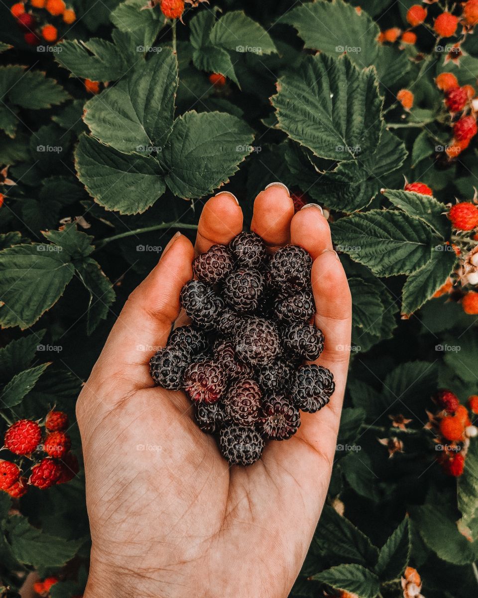 handful of black raspberries  in hand