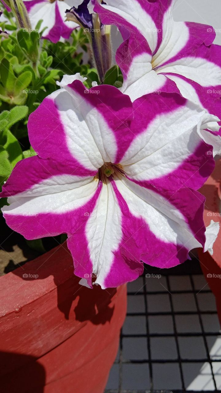 Petunia axillaris, it is a genus of flowering plants, native to south America, this flower is looking so beautiful without white pattern on its petals, shoot at wed, 2 mar, 2022, 12:04 pm, lucknow india.