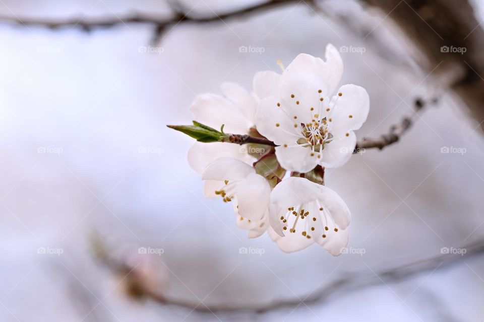 Blossoms of Apricot