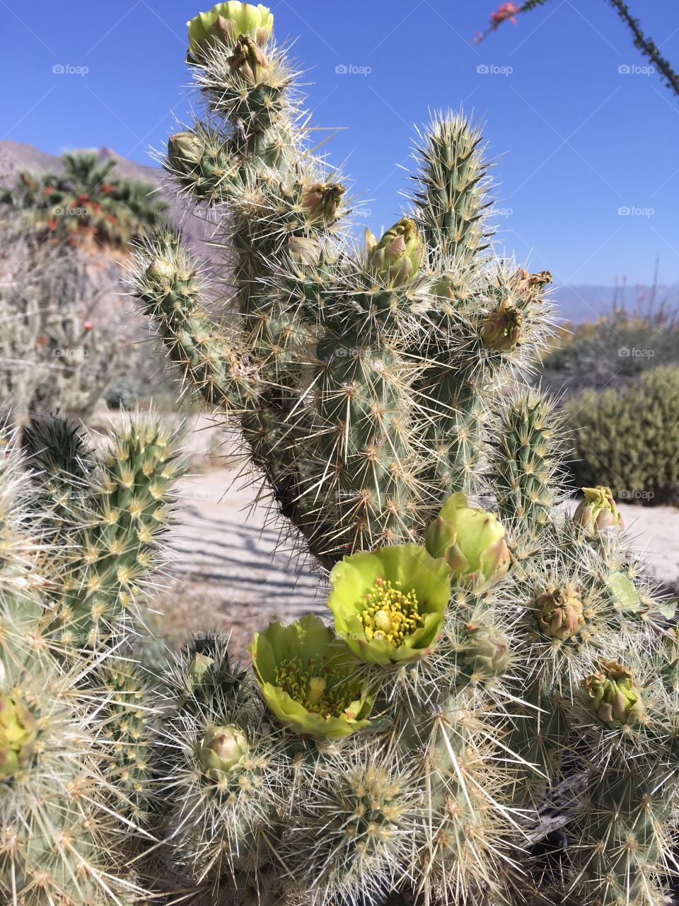 Cactus in bloom