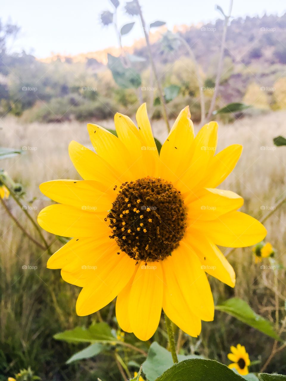 Sunflower