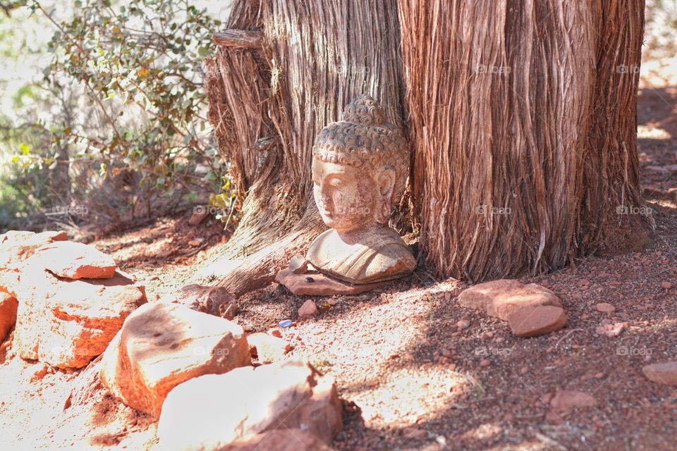 Buddha head next to tree