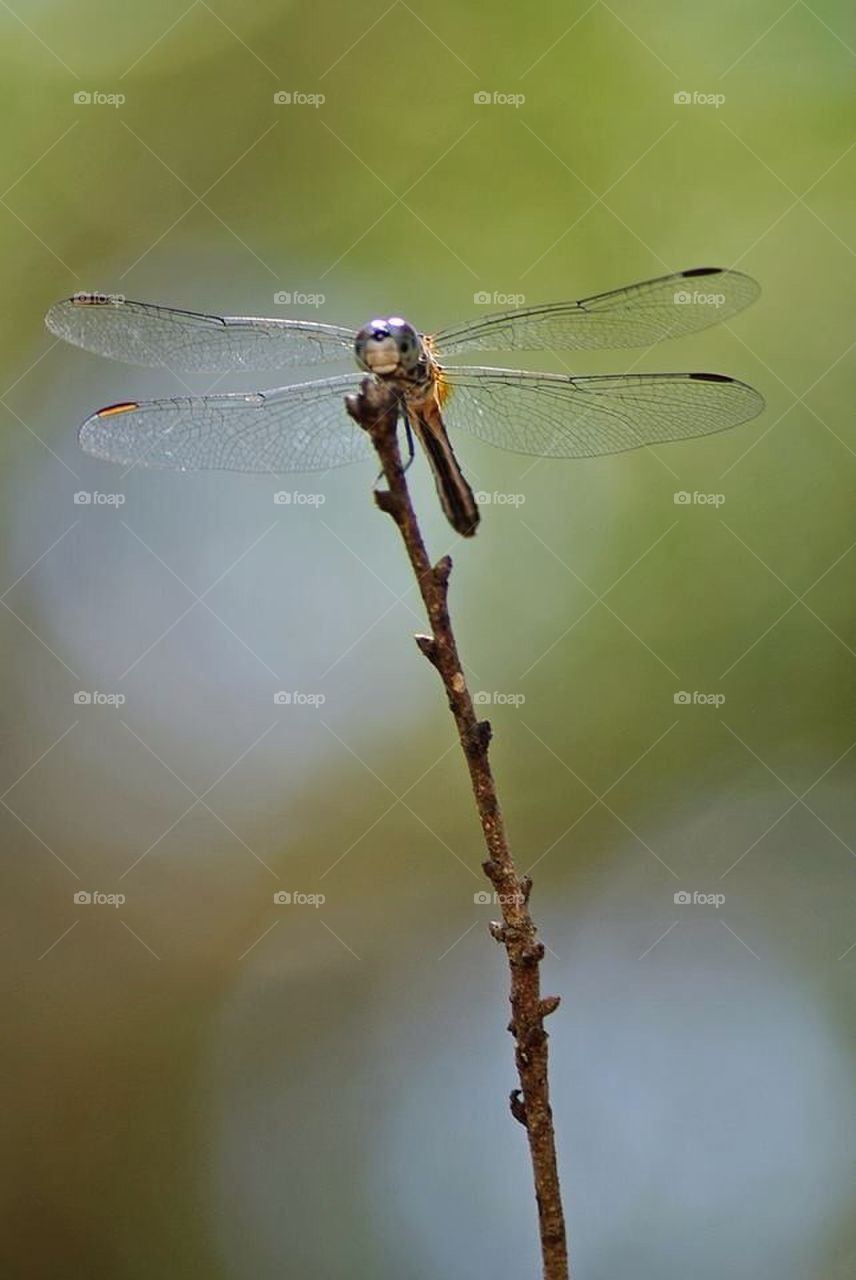 Dragon fly