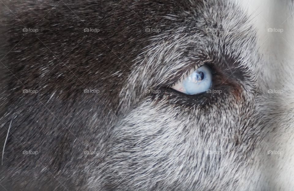 Close up on dogs eye.  You can see the reflection of the photographer in this dogs blue eye.
