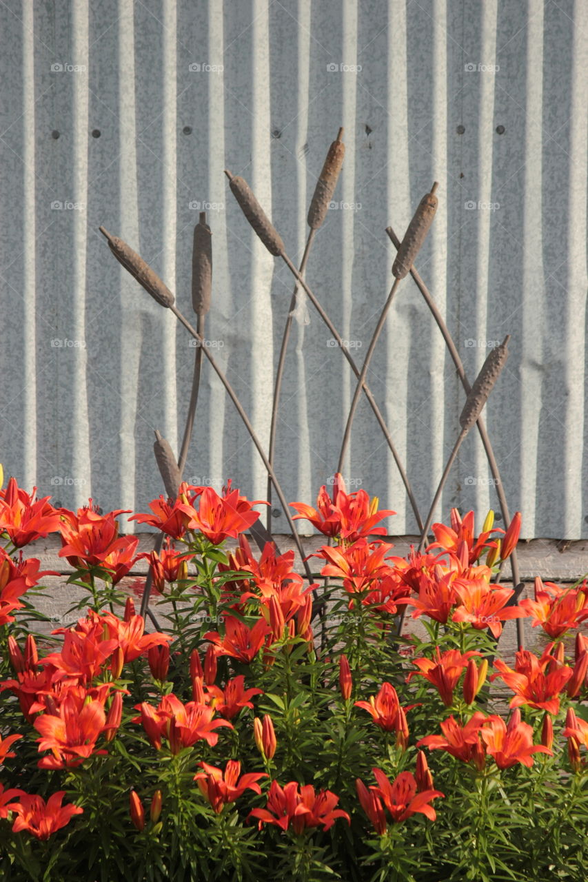 Orange tiger lilies in front of cattails decoration with corrugated steel background