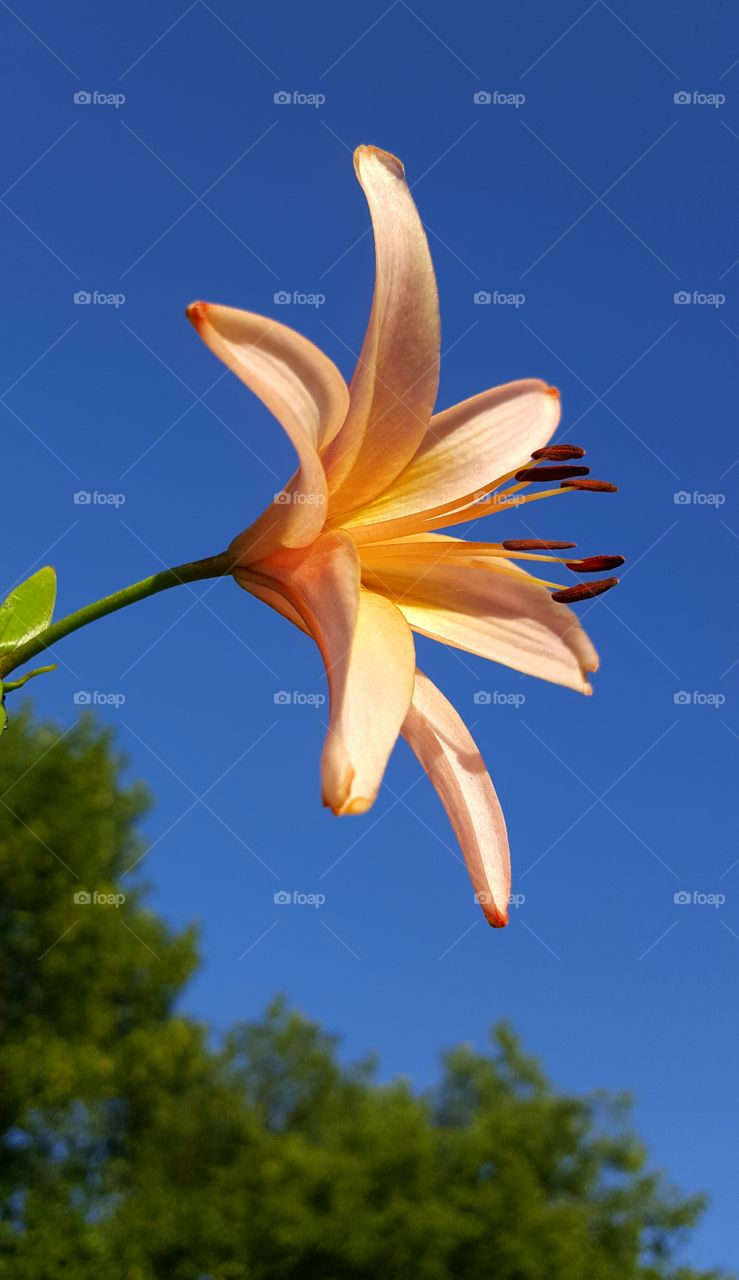 Orange flower against blue sky