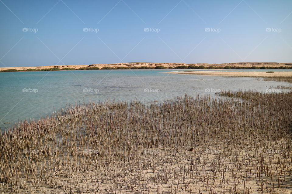 Mangroves National Park near Marsa Alam in Egypt