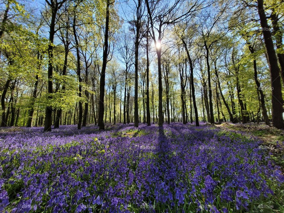 Magic Forest