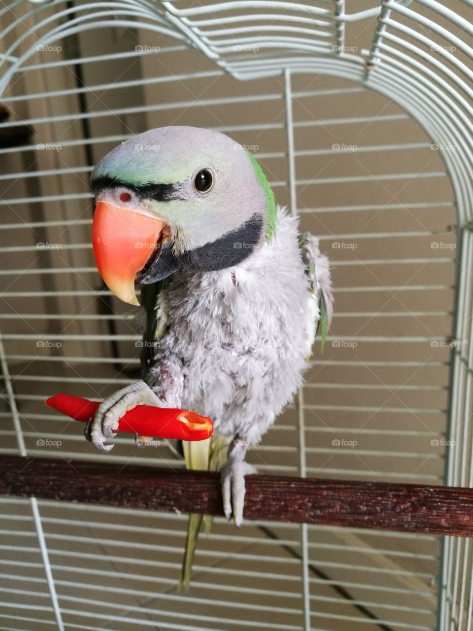 Cute parrot holding red pepper in the cage.