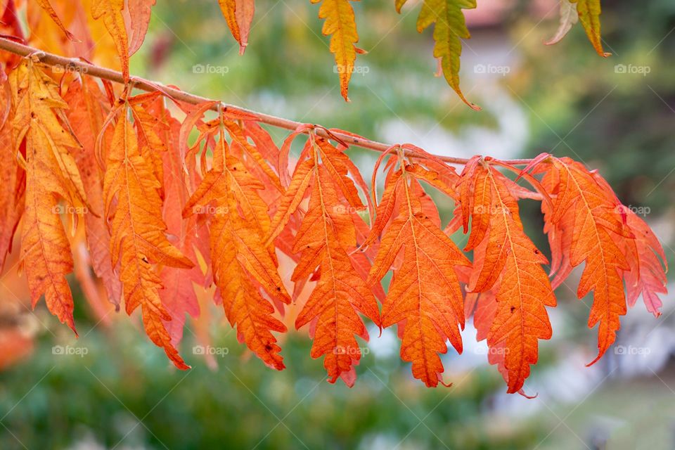Beautiful autumn leave with golden colours at a blurred background 