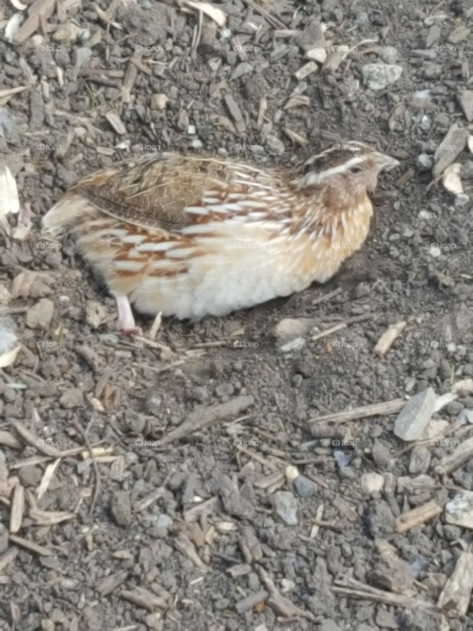 quail