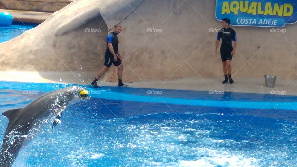 Dolphin jumping in water at water park