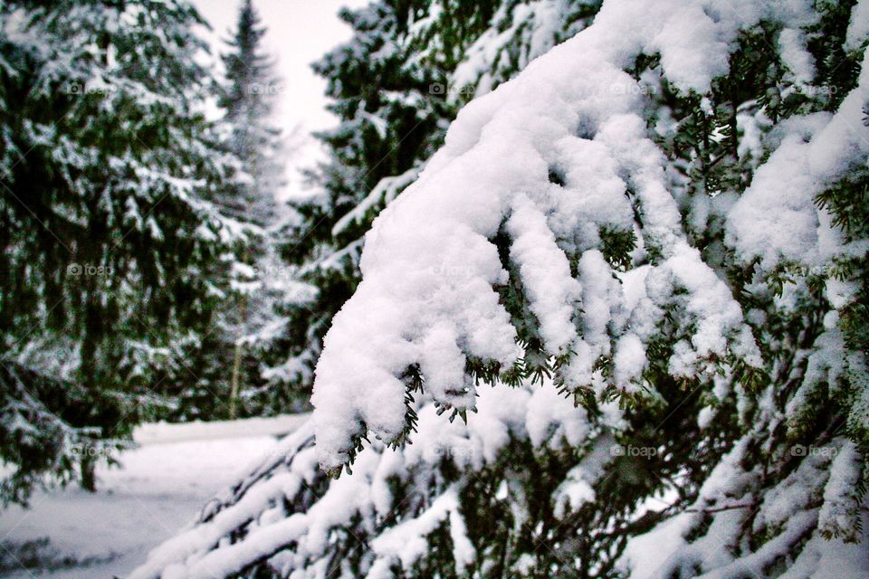 Snowy branch in the forest