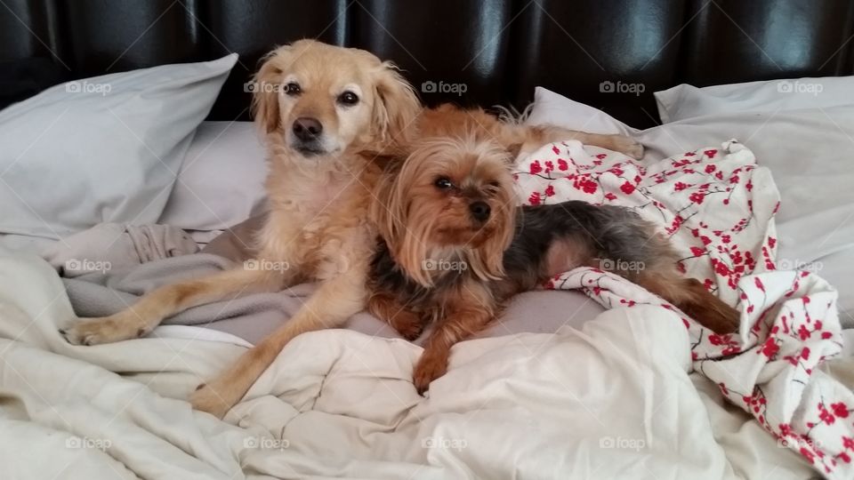 dogs lounging . two rescued dogs relax in bed