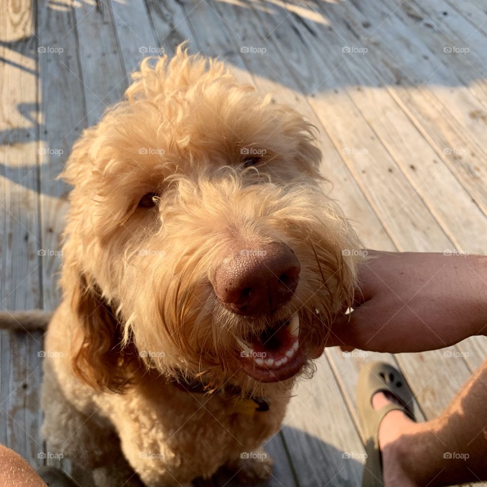 Happy Ginger, the golden doodle.