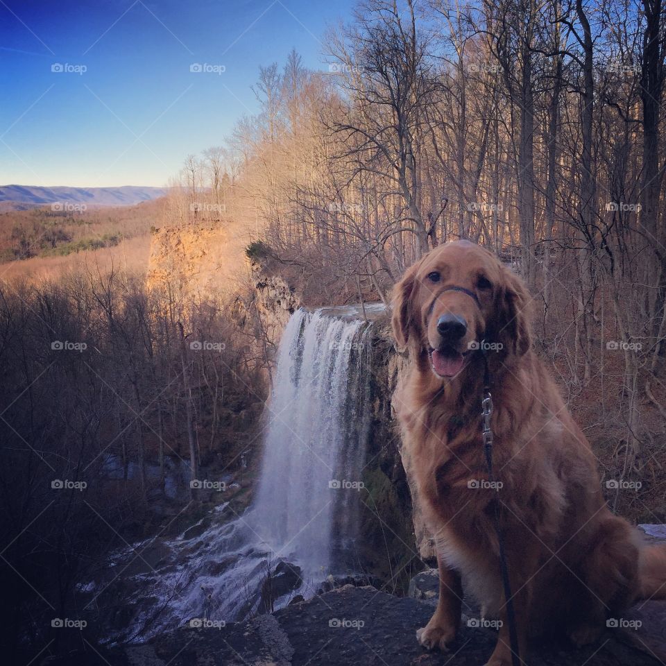 Dog and a waterfall