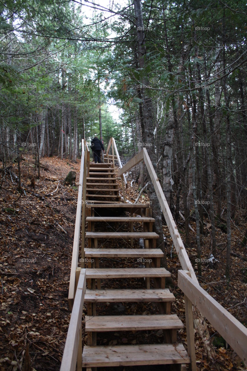 stairs in woods
