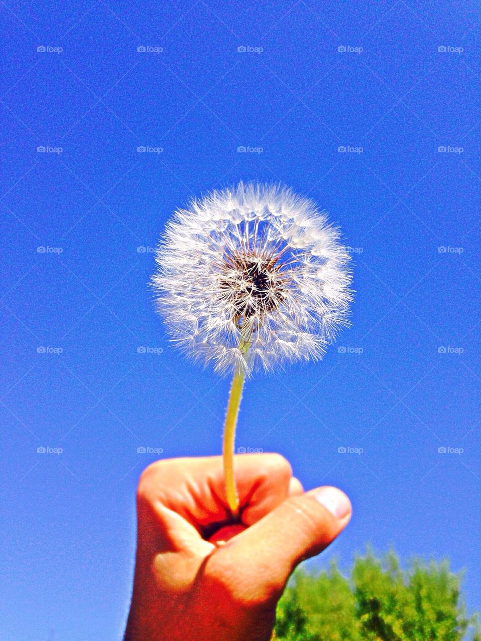 Dandelion
