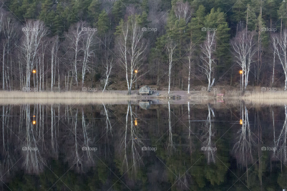 Forest reflections in the lake 