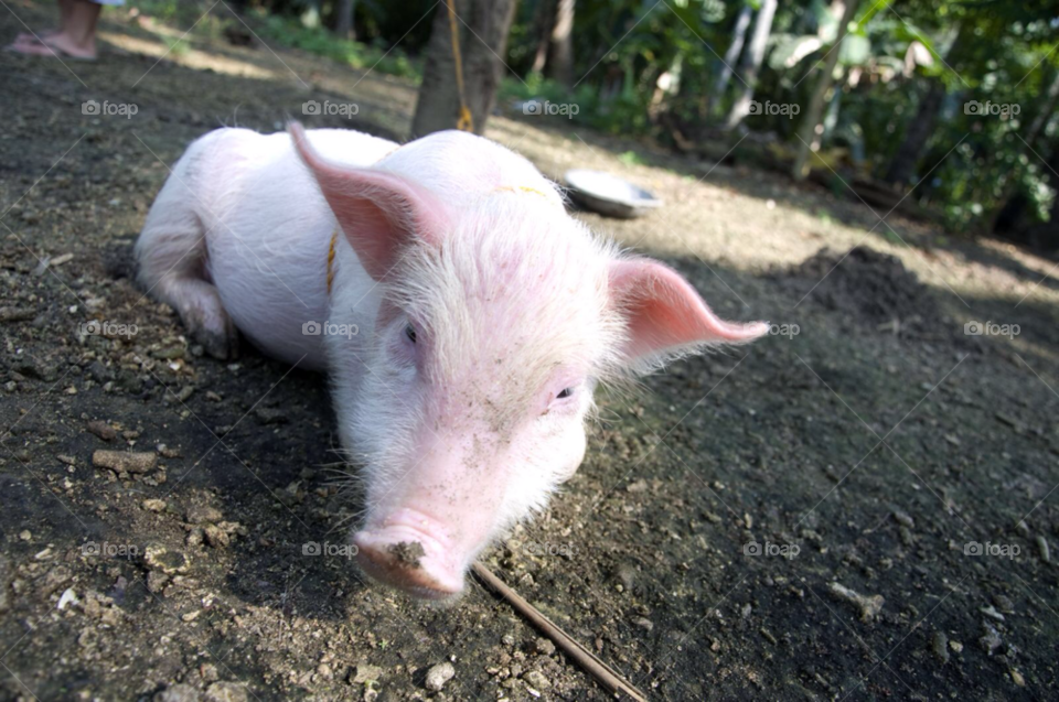 pink dirt pig pork by sklarian