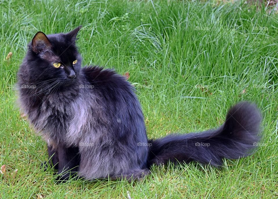 FLUFFY BLACK SMOKE MAINECOON CAT.