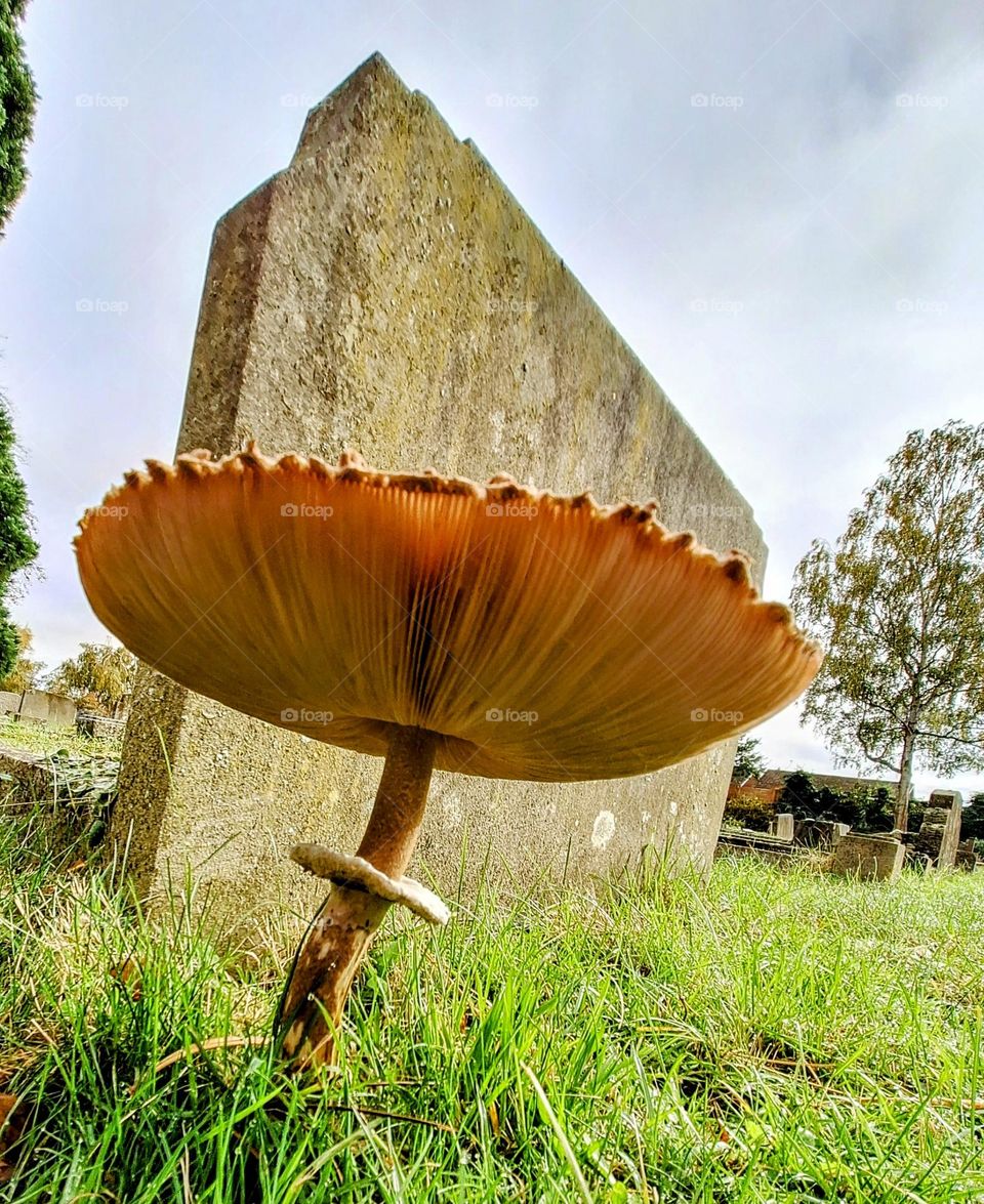 Large fully open parasol mushroom in front of an aged headstone with blue sky further headstones and autumn trees in the background