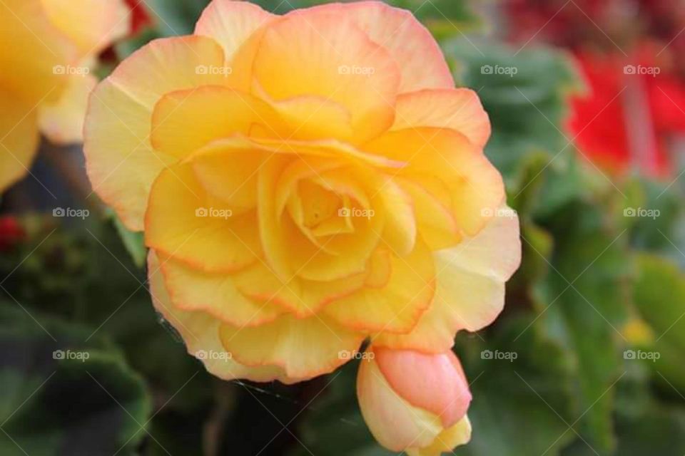 Yellow Rose