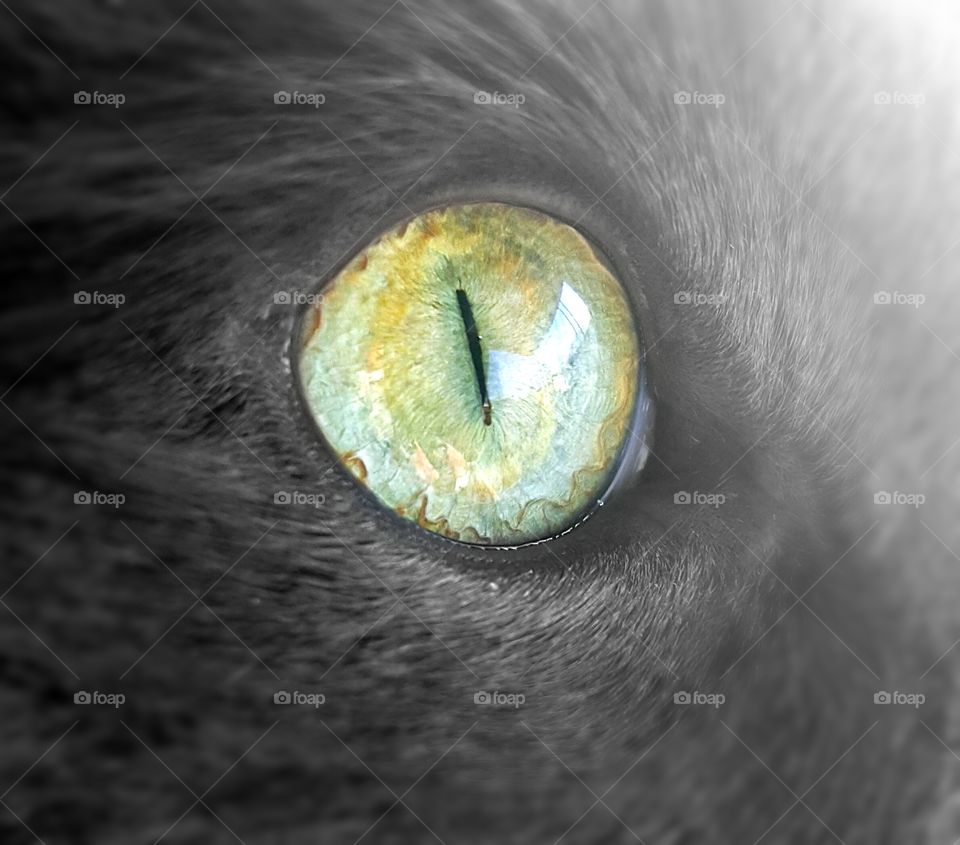 Cozy bear's eye up close. Beautiful color of green.  He has memorizing eyes.