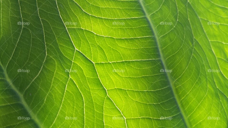 Branches on a green leaf.