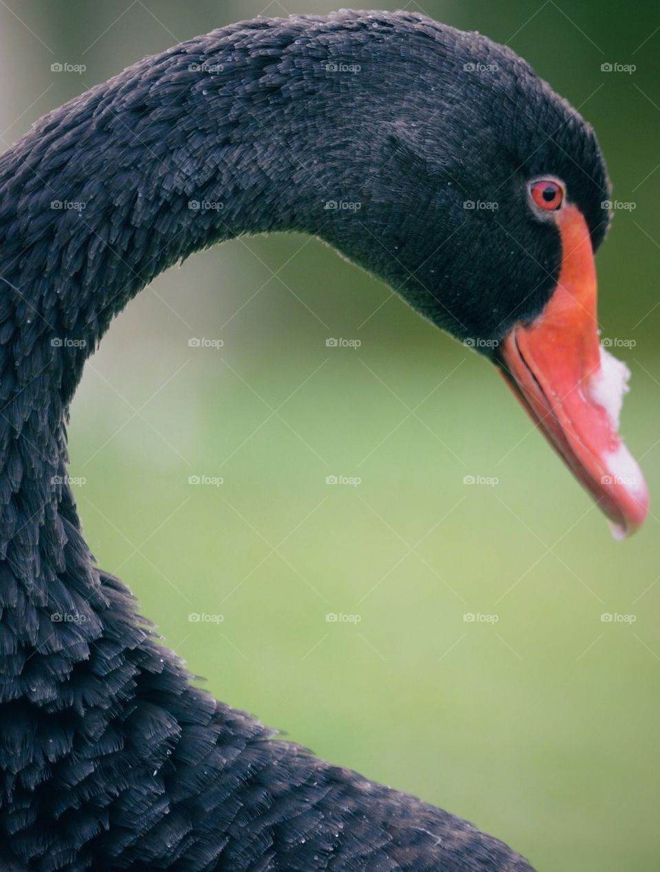 Black swan (cygnus atratus)