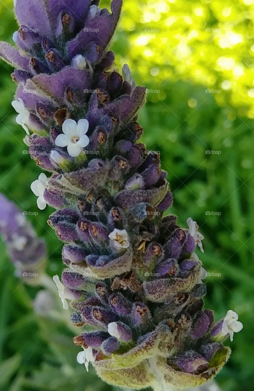 Close up of French lavender
