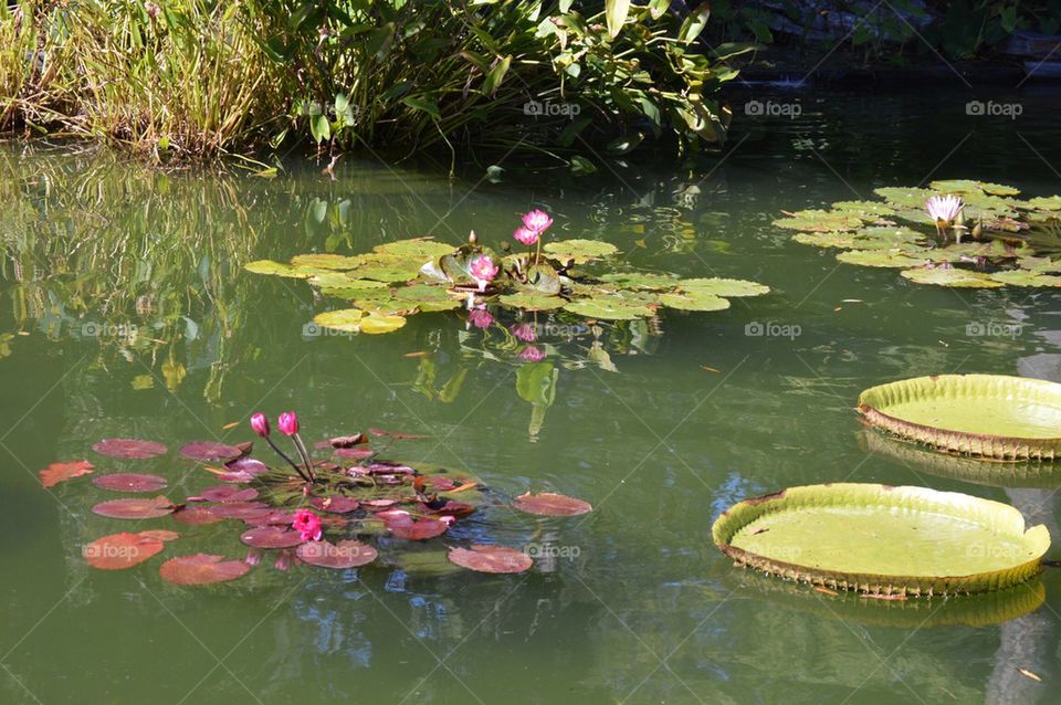 Lily pads