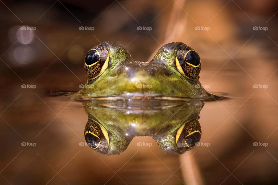 An American bullfrog peeks above the water’s surface with a perfect reflection. 