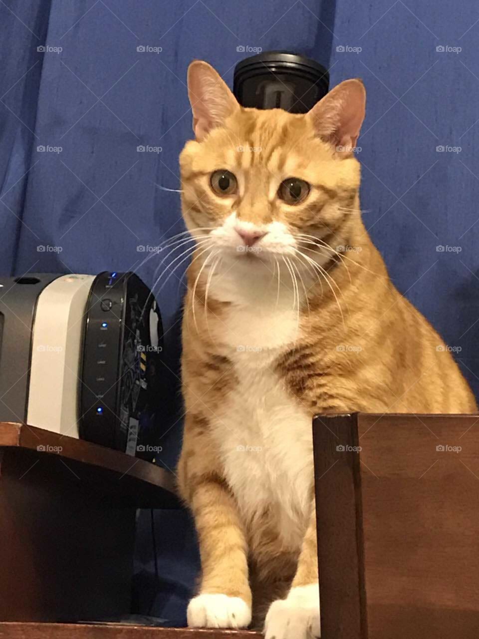 рыжик кот сидит на столо