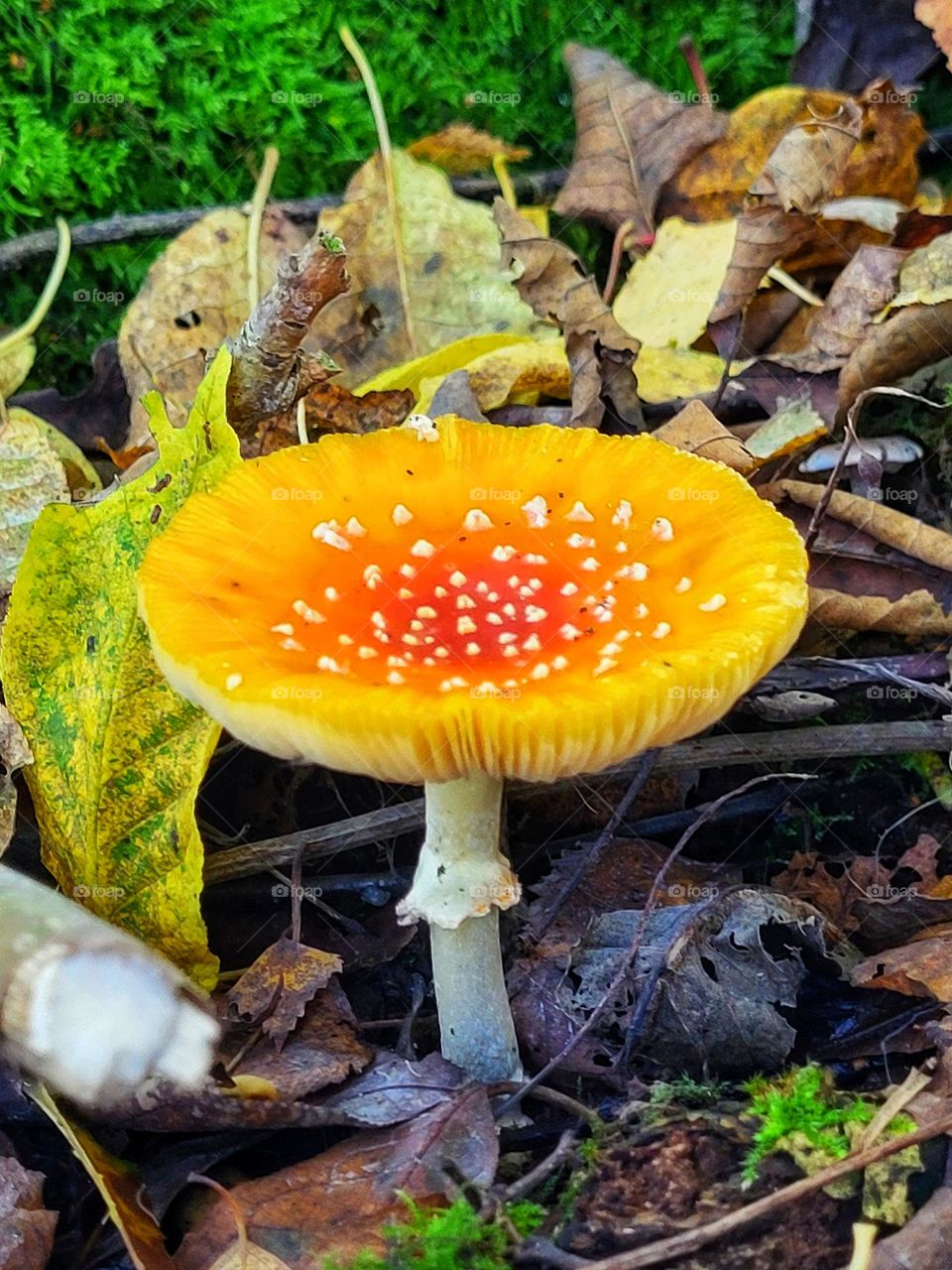 A yellow mushroom in the Netherlands