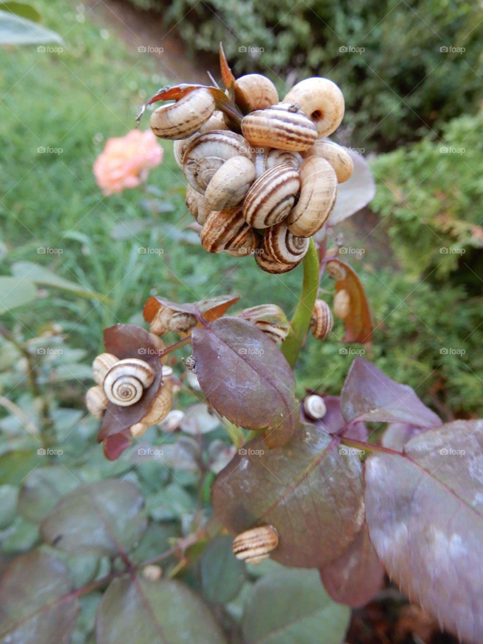 snails on leaves