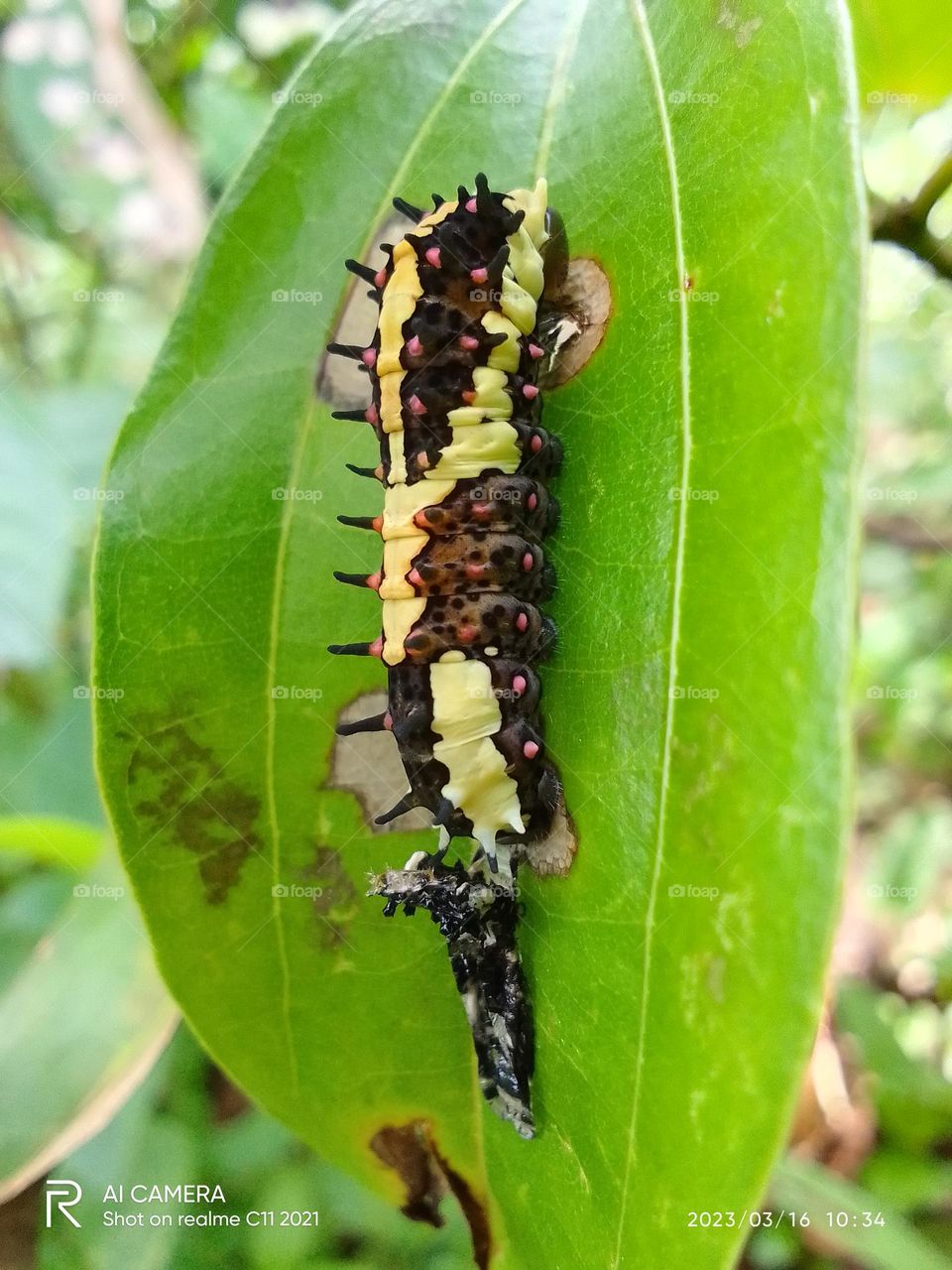 Natural and sri lanka