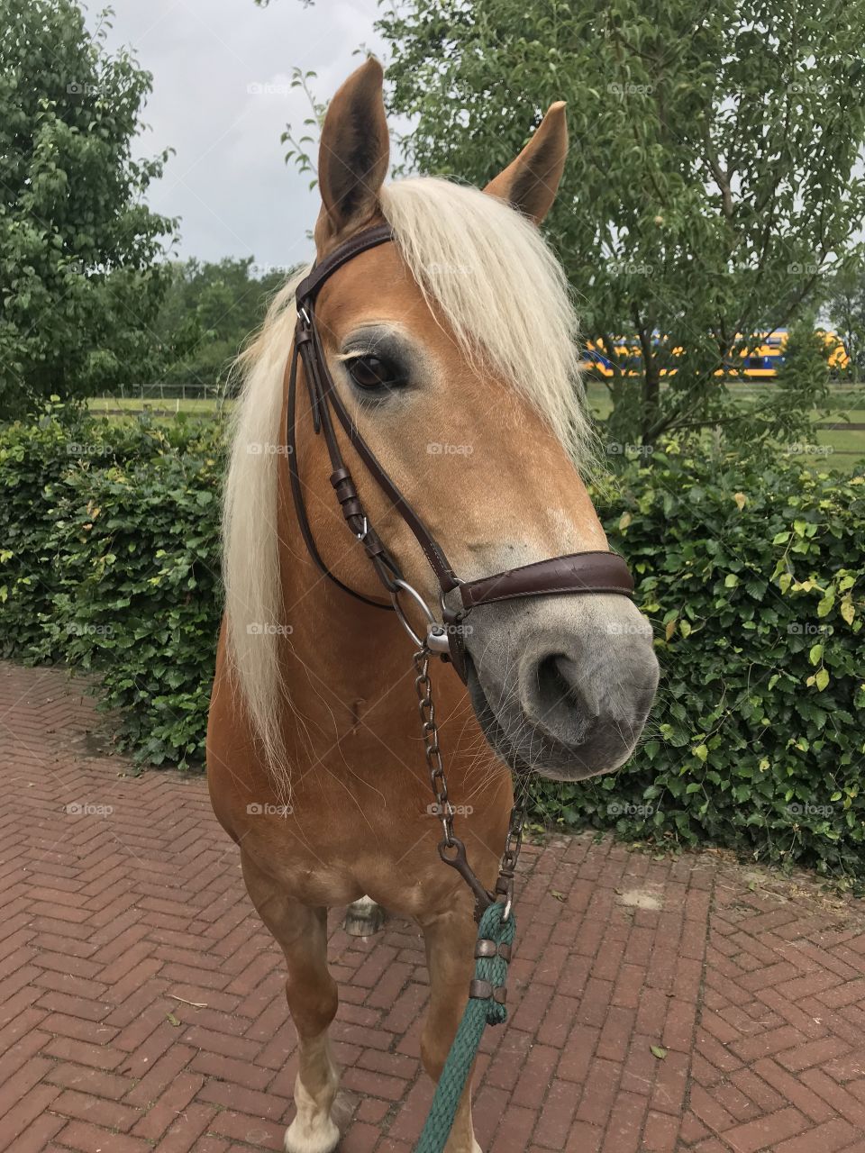 An adorable Haflinger horse, she loves to be with humans, and loves all the attention she gets! 🍀