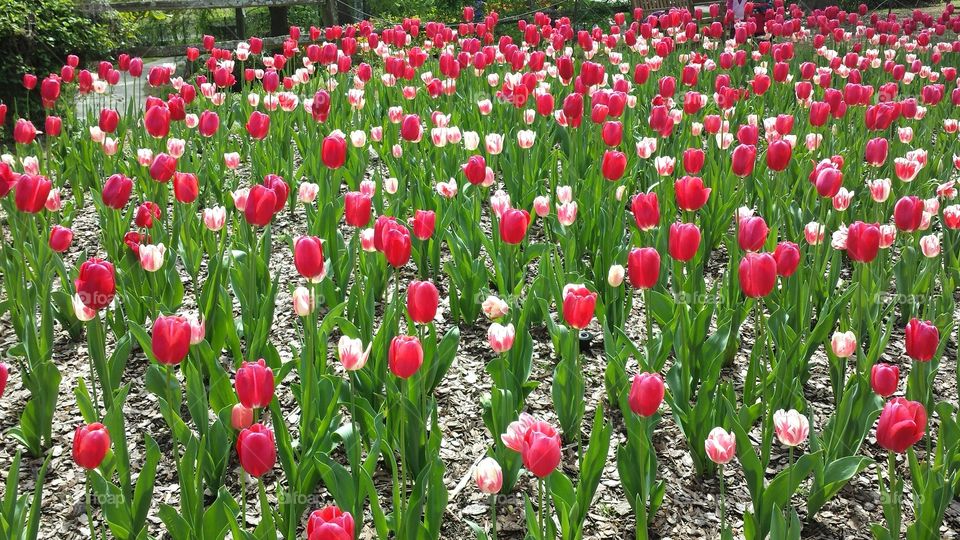Tulip, Flower, Garden, Nature, Field