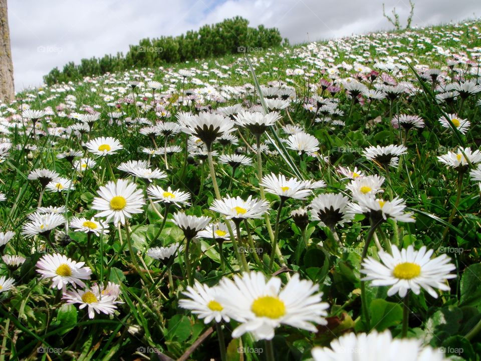 daisies in the grass