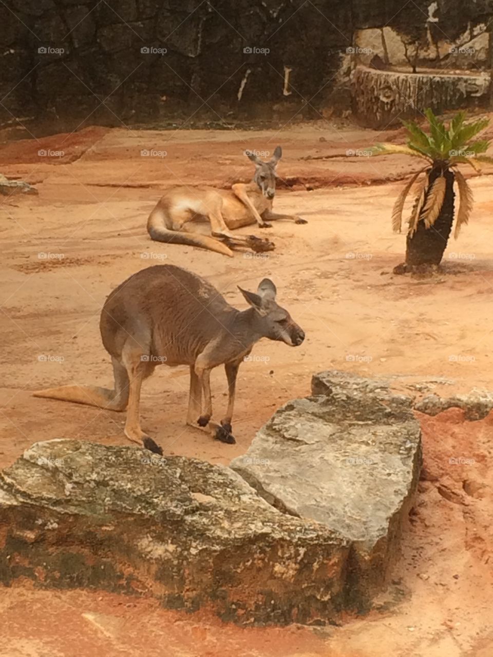 Two kangaroos hanging out at nature reserve zoo.