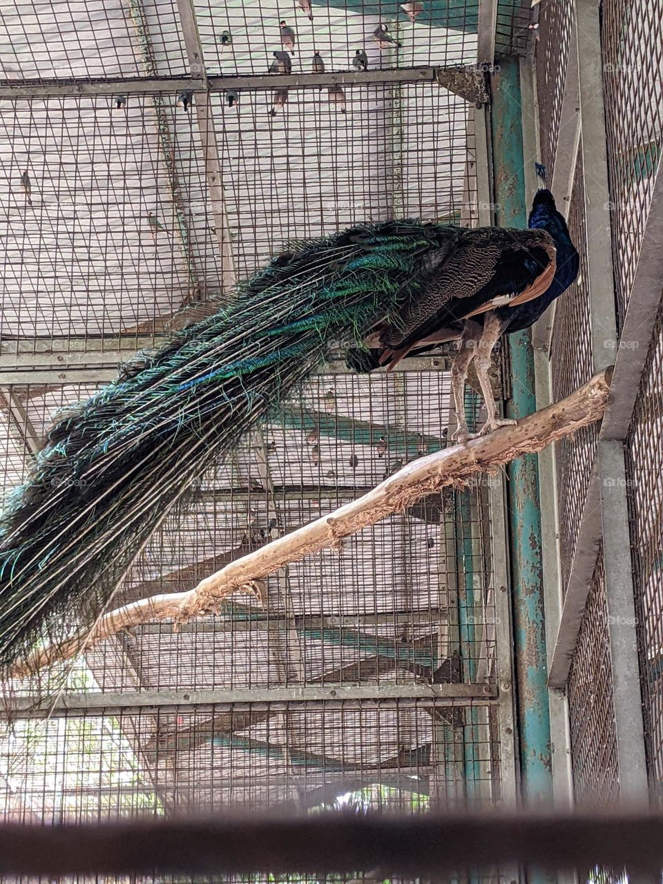 Green peacock in a cage at the zoo