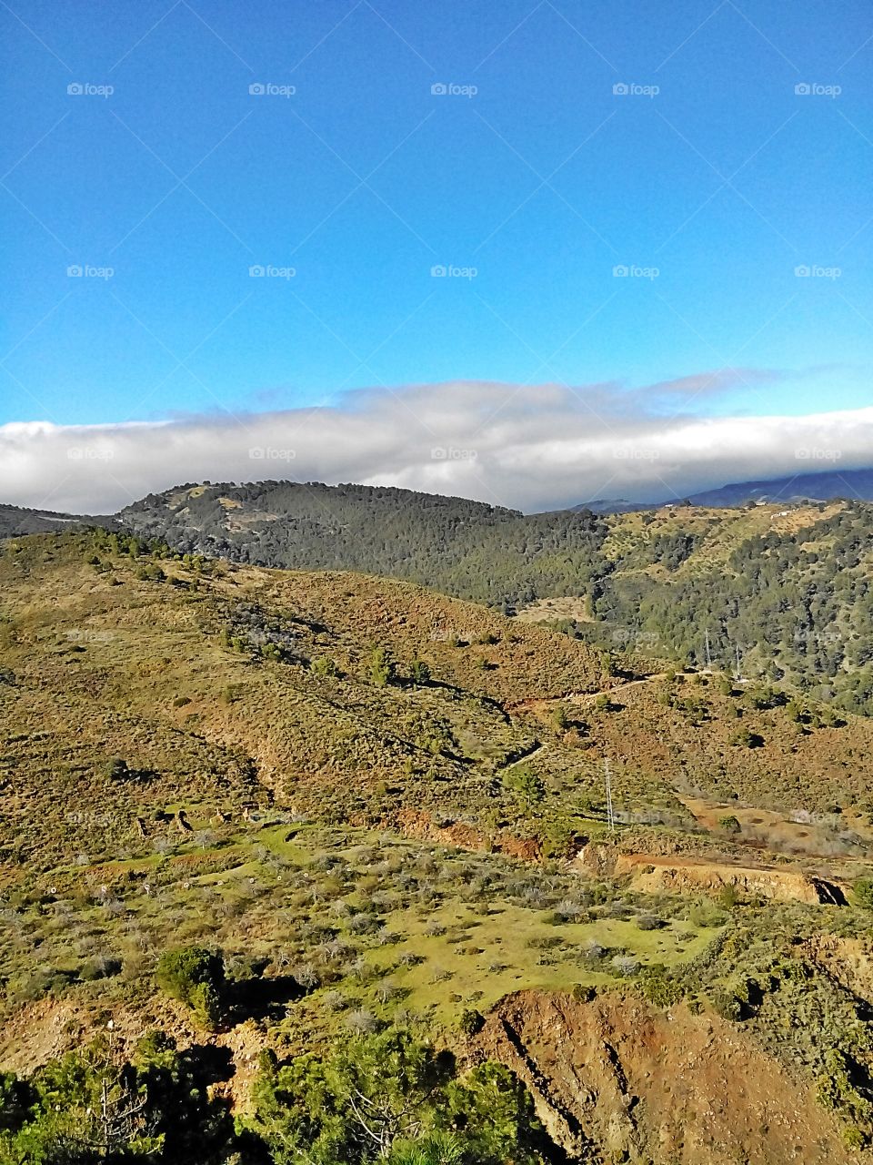 Images of Andalucia . Images of Andalucia,  olive groves 